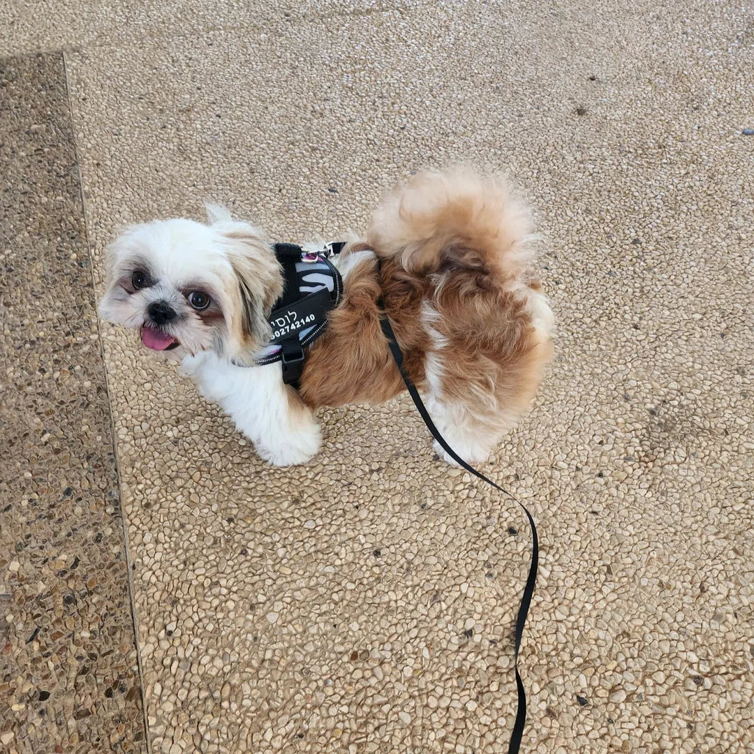 רתמת SafeWalk® No-Pull – מומלצת על ידי מאלפים למניעת משיכות ורוגע בכל טיול