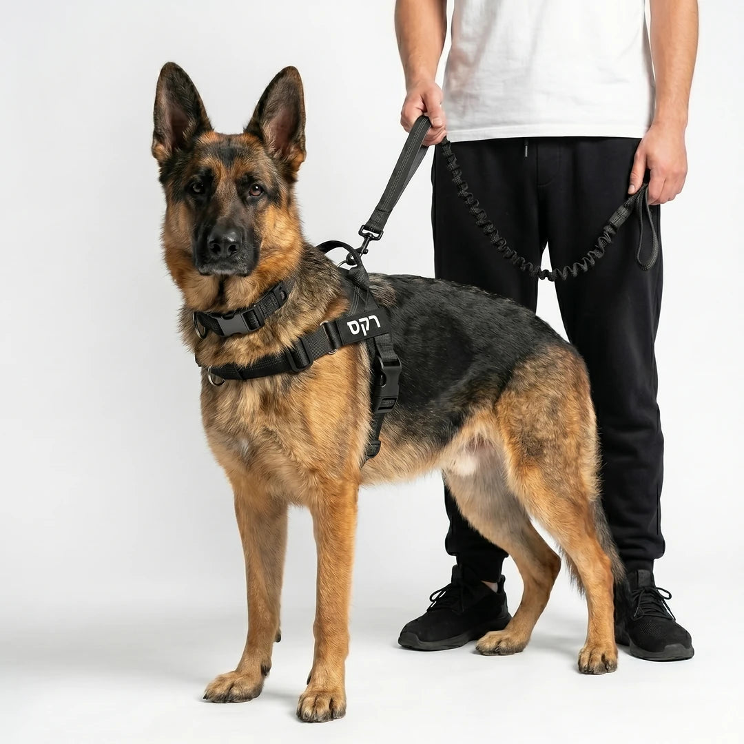 רתמת SafeWalk שחורה עם רצועת באנג׳י תואמת