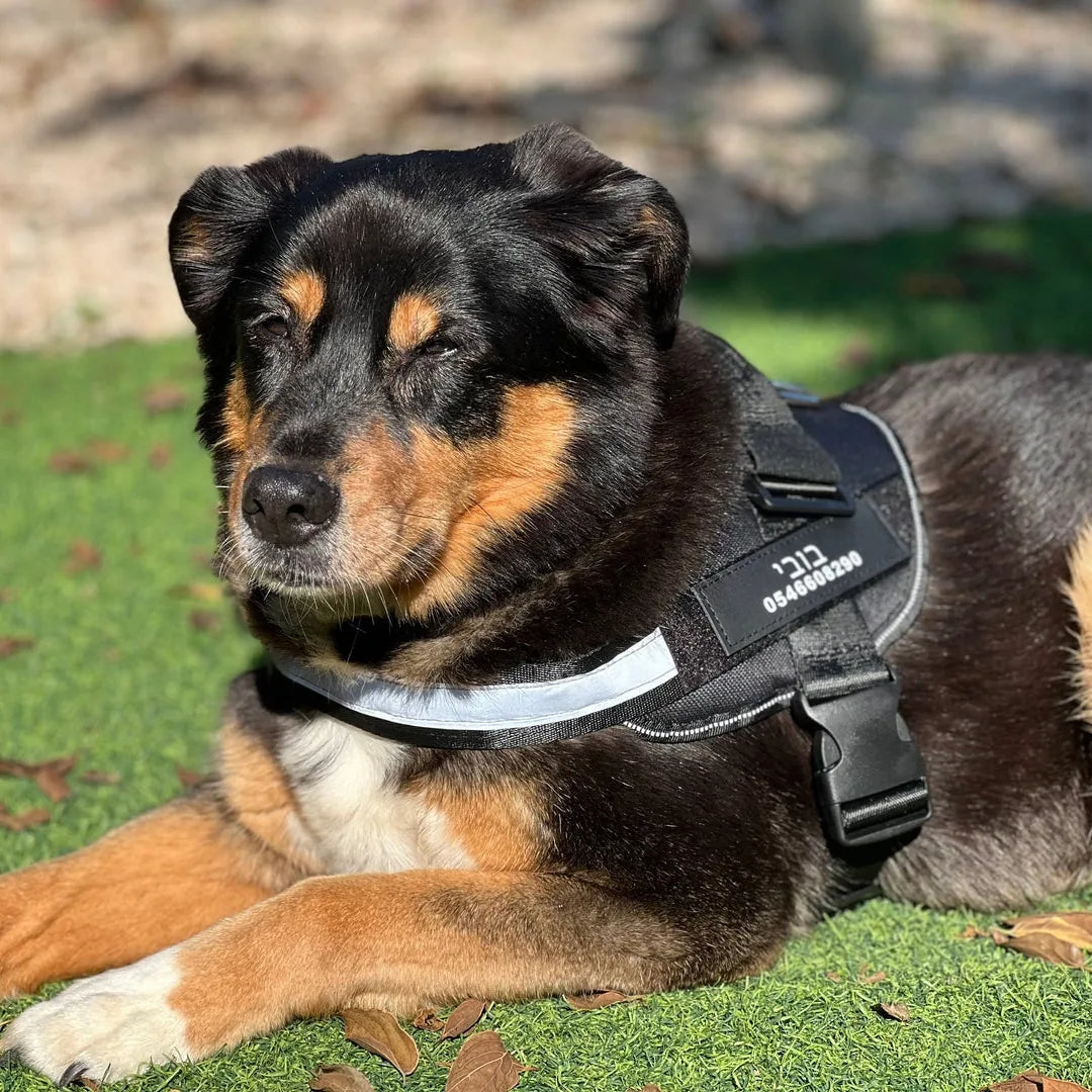 רתמת SafeWalk® No-Pull – מומלצת על ידי מאלפים למניעת משיכות ורוגע בכל טיול