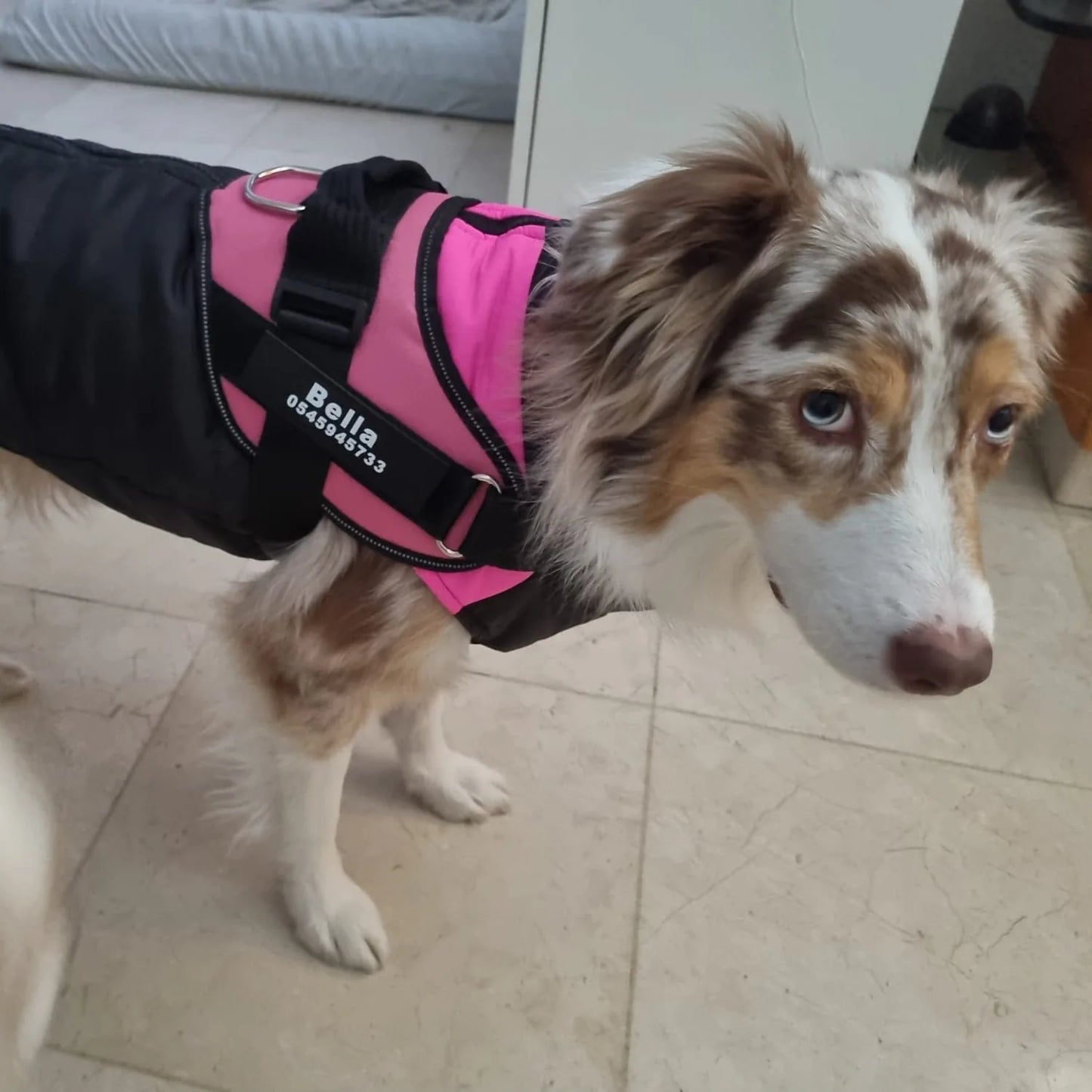 רתמת SafeWalk® No-Pull – מומלצת על ידי מאלפים למניעת משיכות ורוגע בכל טיול