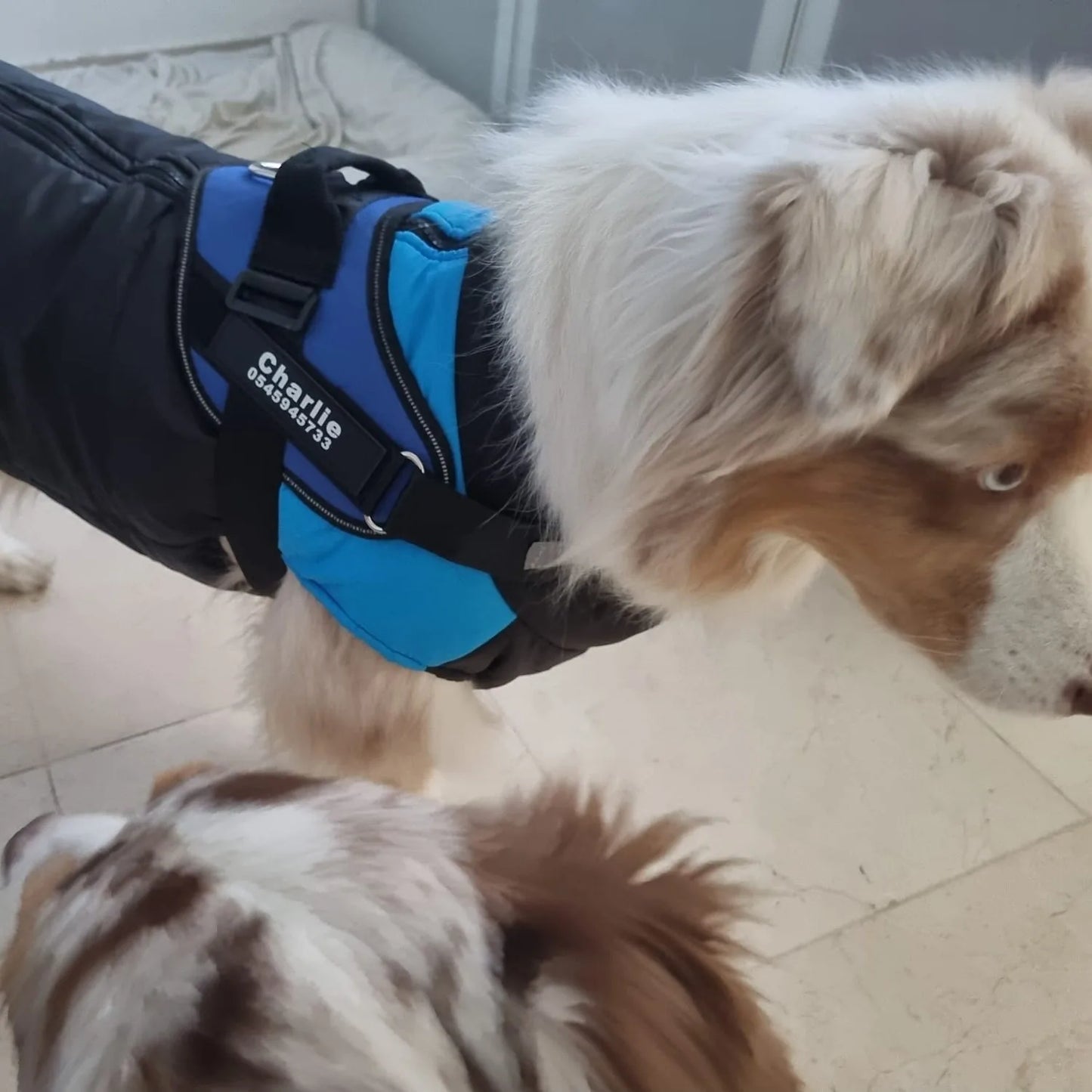 רתמת SafeWalk® No-Pull – מומלצת על ידי מאלפים למניעת משיכות ורוגע בכל טיול