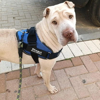 רתמת SafeWalk® No-Pull – מומלצת על ידי מאלפים למניעת משיכות ורוגע בכל טיול
