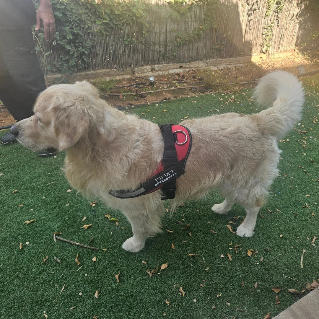רתמת SafeWalk® No-Pull – מומלצת על ידי מאלפים למניעת משיכות ורוגע בכל טיול