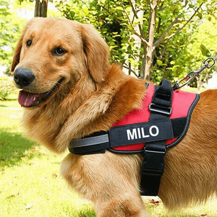 רתמת SafeWalk® No-Pull – מומלצת על ידי מאלפים למניעת משיכות ורוגע בכל טיול