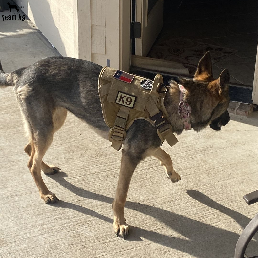 רתמה טקטית K9 עם חיבור קדמי נגד משיכות וסוגרים מברזל