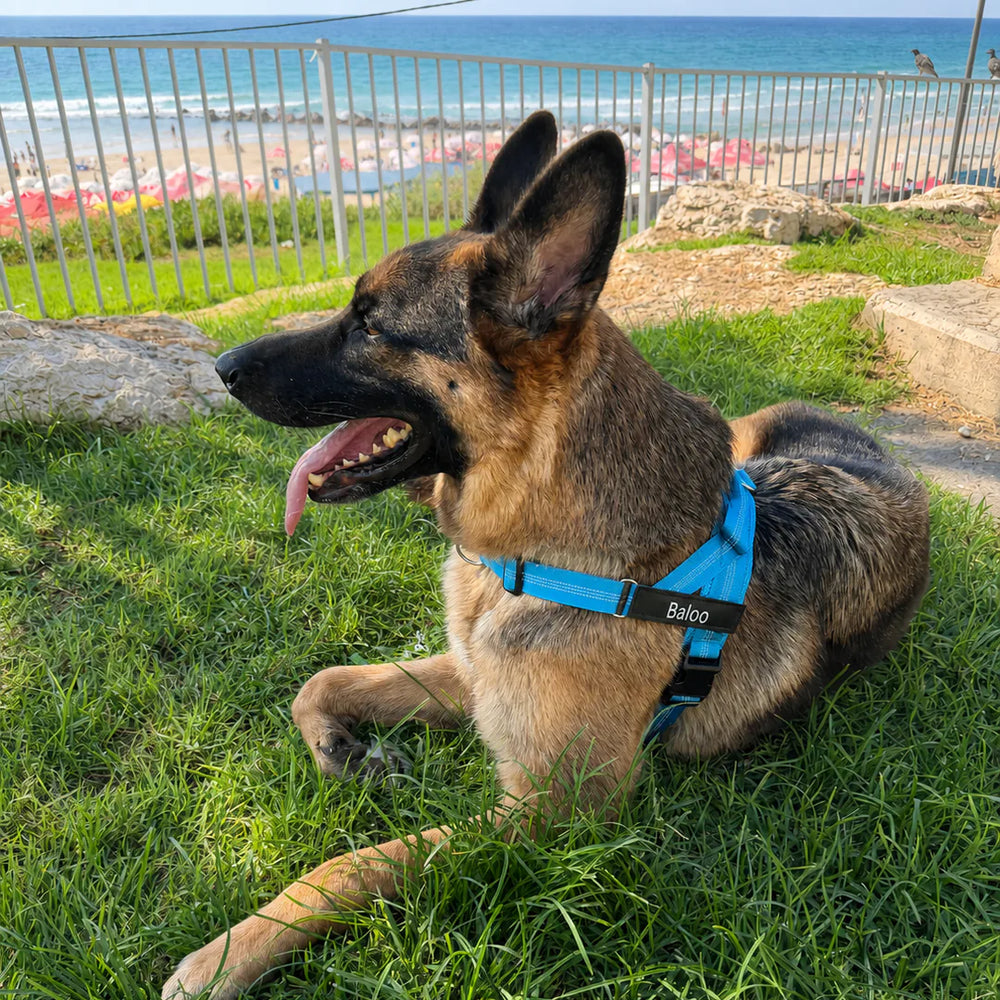 רועה גרמני לובש רתמת SafeWalk 2.0 כחולה בזמן סגירת הקליפס