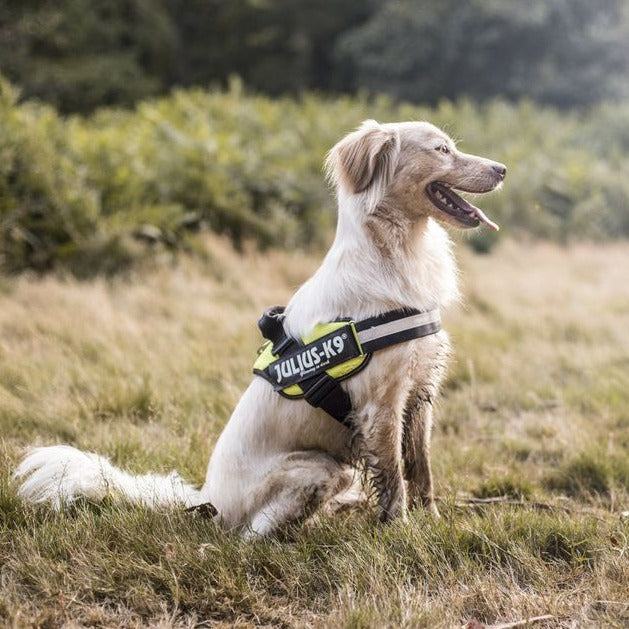 רתמת SafeWalk® - הרתמה המקורית נגד משיכות ופציעות, עם ספר במתנה