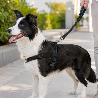 כלב בטיול עם רצועת SafeWalk חזקה ומרופדת