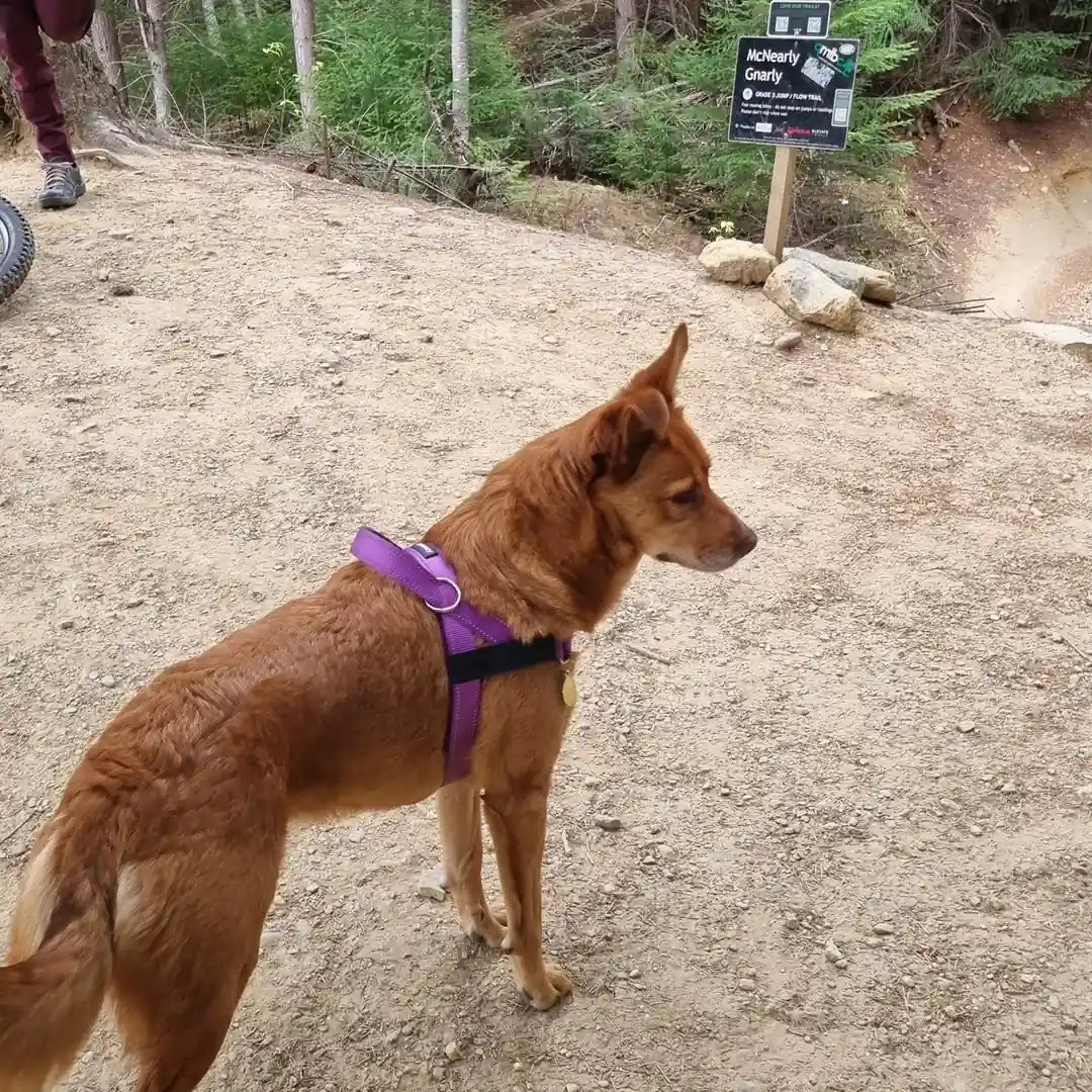 כלב בטיול עם ציוד SafeWalk