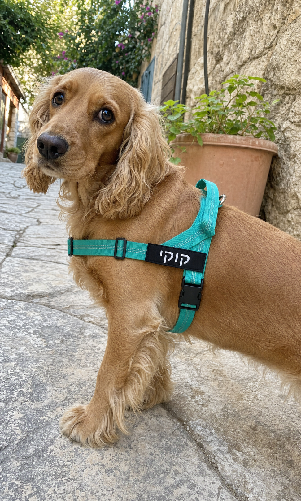 קוקר ספניאל לובש רתמת SafeWalk 2.0 בצבע טורקיז