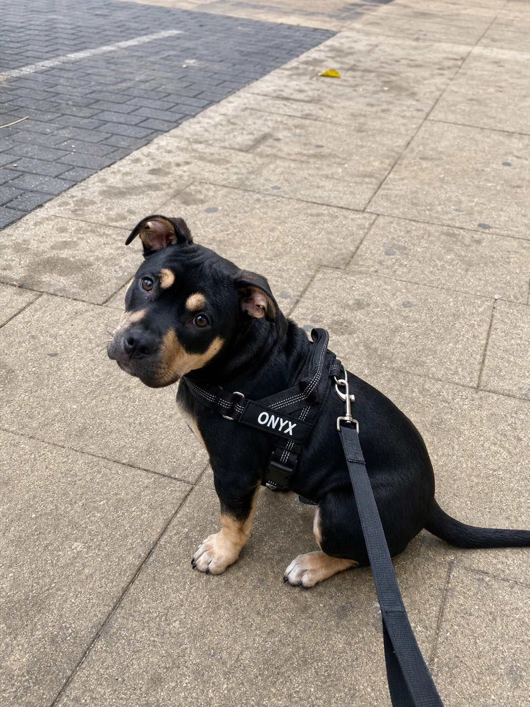 אוניקס לובש רתמת SafeWalk שחורה עם תג שם תואם