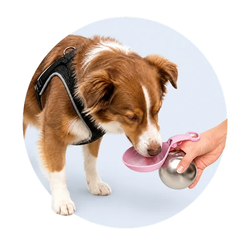 כלב שותה מכוס הסיליקון של בקבוק Sip‑Paw