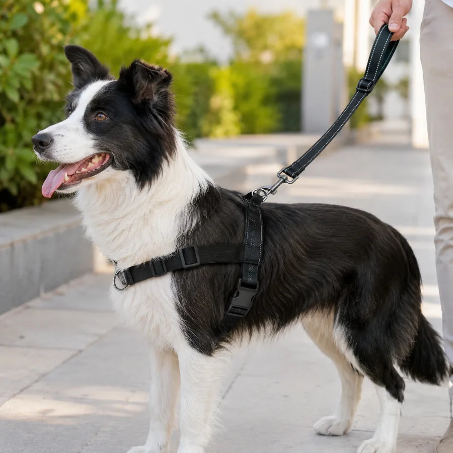 כלב בטיול עם רצועת המאלפים SafeWalk השחורה